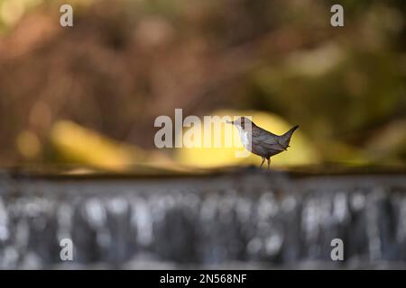 Balancier à poitrine blanche (Cinclus cinclus), adulte, adulte sur échelle de poisson dans un ruisseau, se nourrissant en grès de bec (Plecoptera), mouches de banque, nymphe et Banque D'Images