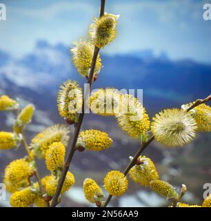 Mars catkins, saules catkins en mars Banque D'Images