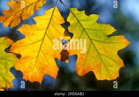 Chêne rouge, feuille, chêne rouge du nord (Quercus rubra), chêne rouge américain Banque D'Images