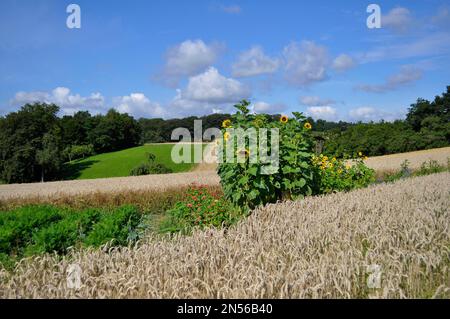 Tournesol (Helianthus annuus) champ de tournesol près de Maulbronn, Enzkreis, Bade-Wurtemberg, Allemagne Banque D'Images