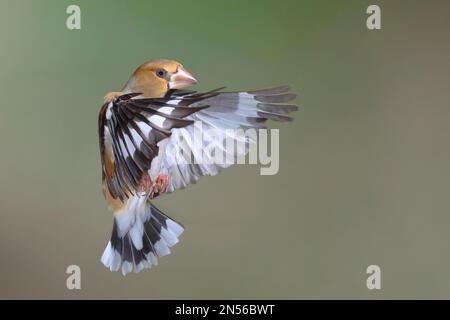 Hawfinch (Coccothrautes coccothrautes) en vol, photo de vol, Siegerland, Rhénanie-du-Nord-Westphalie, Allemagne Banque D'Images