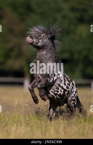 Mini Shetty Pony Stallion peut monter sur commande, Allemagne Banque D'Images