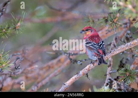 PIN grosbeak (Pinicola enucléator), jeune homme, pin, hiver, Kaamanen, Finlande Banque D'Images