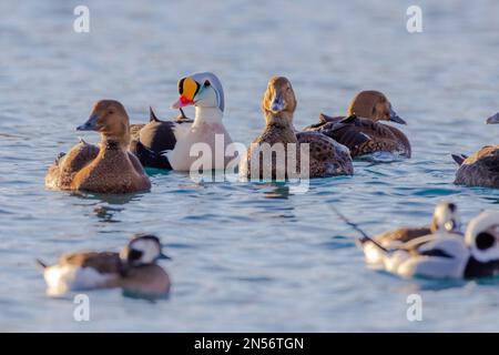 King (Clangula hyemalis) Eider (Somateria spectabilis), homme et femme, splendide robe, avec canard, hiver, Batsfjord, Batsfjord, Varanger Banque D'Images