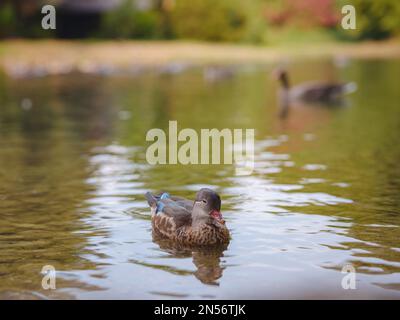 Canards mignons sur l'étang dans le parc Englischer Garten, Munich, Allemagne. Voyage d'été en Europe Banque D'Images