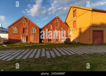 Les kittiwardes (Rissa tridactyla) se reproduisant sur des maisons en bois à Vardoe, Vardo, Varangerfjord, Finnmark, Norvège du Nord, Norvège Banque D'Images