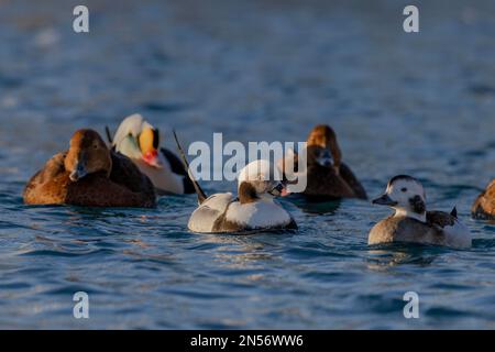 Commun (Clangula hyemalis), mâle et femelle, splendide plumage, hiver, en arrière-plan, Eiders à tête grise (Somateria spectabilis), Batsfjord Banque D'Images