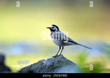 Queue de cheval blanche (Motacilla alba), oiseau adulte, Oupper, Wuppertal, Rhénanie-du-Nord-Westphalie, Allemagne Banque D'Images