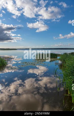 Roseaux sur la rive de Filso avec le reflet des nuages dans le matin calme, Henne Strand, Syddanmark, Danemark Banque D'Images