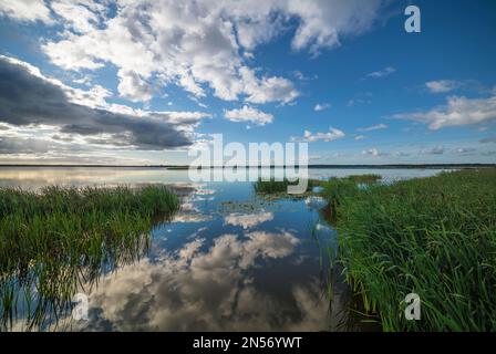 Roseaux sur la rive de Filso avec le reflet des nuages dans le matin calme, Syddanmark, Danemark Banque D'Images