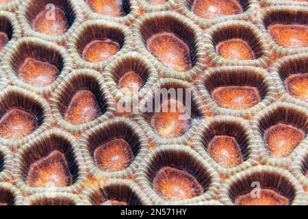 Détail corail de la vallée inférieure (Favia) avec polypes rétractés, lac Sawu, océan Pacifique, parc national de Komodo, îles de Lesser Sunda, Nusa Tenggara est Banque D'Images