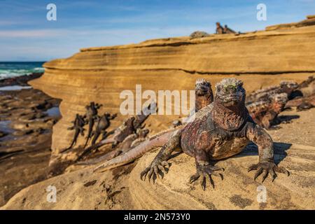 Galapagos Marine Iguanas bains de soleil sur les roches volcaniques à Puerto Egas aka Egas port Santiago île, Equateur. Faune photographie animaux sur Galapagos Banque D'Images