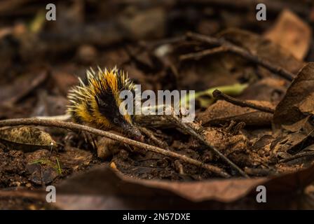 Tenrec strié de plaine - Hemicentetes semispinosus, beau petit mammifère unique des forêts tropicales de Madagascar, Parc national d'Andasibe, Madagascar Banque D'Images