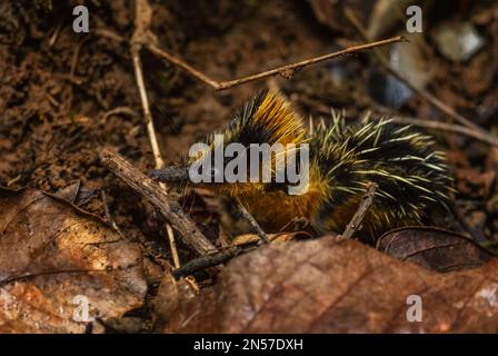 Tenrec strié de plaine - Hemicentetes semispinosus, beau petit mammifère unique des forêts tropicales de Madagascar, Parc national d'Andasibe, Madagascar Banque D'Images