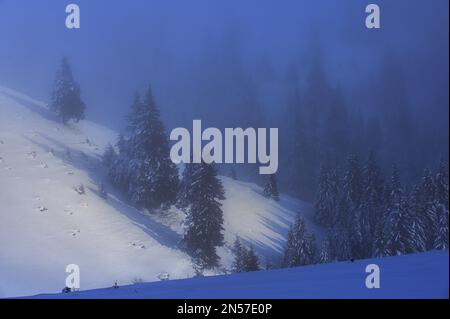 Arbres dans la brume d'hiver dans les montagnes Ciucas, Roumanie Banque D'Images