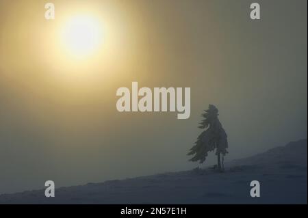 Arbre en brume d'hiver dans les montagnes Ciucas, Roumanie Banque D'Images