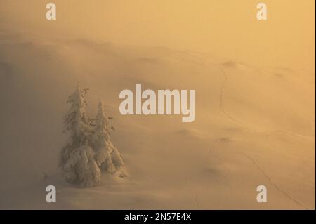 Arbre en brume d'hiver dans les montagnes Ciucas, Roumanie Banque D'Images