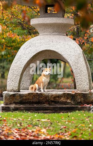 Chien sérieux de shiba inu race assis dans le jardin traditionnel japonais d'automne et attendant le propriétaire. Portrait d'animal de compagnie dans la nature Banque D'Images