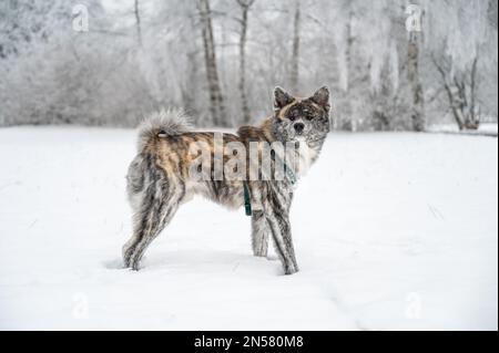 Le joli chien akita inu à fourrure d'orange grise est debout dans la neige pendant l'hiver Banque D'Images