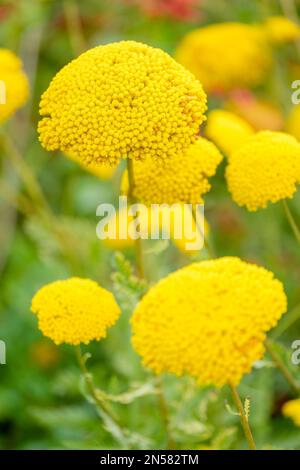 La variété d'Achillea filipendulina Parker, vivace, feuilles vertes à plumes, fleurs jaune doré vif Banque D'Images