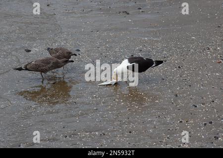 La vue d'un mouette a attrapé un poisson et nourrissant des poussins sur le rivage, en Nouvelle-Zélande. Banque D'Images