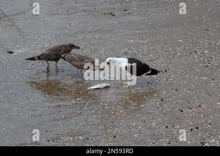 La vue d'un mouette a attrapé un poisson et nourrissant des poussins sur le rivage, en Nouvelle-Zélande. Banque D'Images