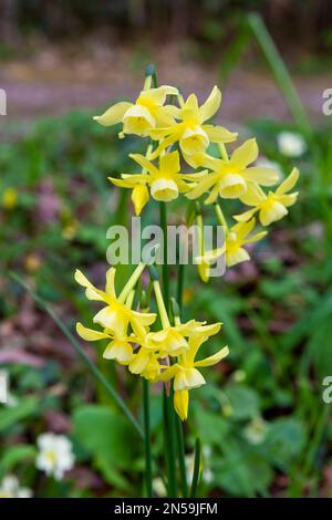 Narcissi nain the Woodland Garden, RHS Rosemoor, Devon, Royaume-Uni Banque D'Images