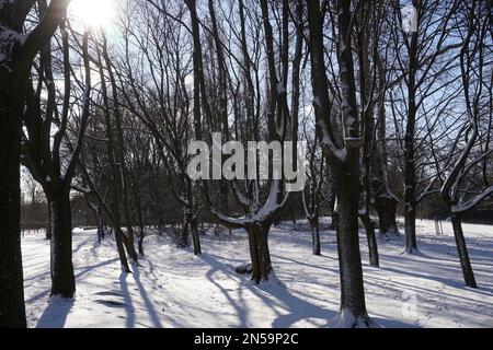 Soleil jetant des ombres à travers les arbres en hiver Banque D'Images