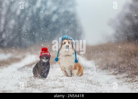 le chien et le chat douillets d'amis sont assis dans un parc d'hiver dans des chapeaux tricotés chauds pendant une chute de neige Banque D'Images