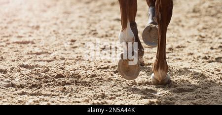 Vue rapprochée des sabots du cheval lors de l'événement de saut de spectacle, cheval s'exécutant dans le sable Banque D'Images