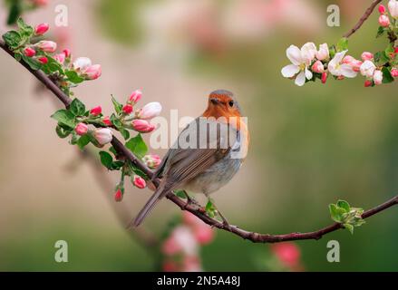 un oiseau de robin est assis dans un jardin de printemps ensoleillé sur une branche d'un pommier aux fleurs roses Banque D'Images