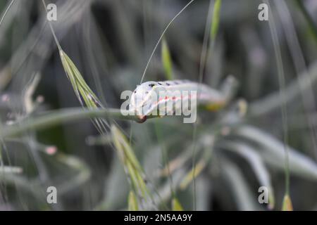macro de la larve de papillon grimpant sur la brindille à côté des pailles d'herbe dans la forêt. Banque D'Images