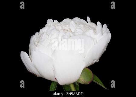 fleur de pivoine blanche isolée sur fond noir Banque D'Images