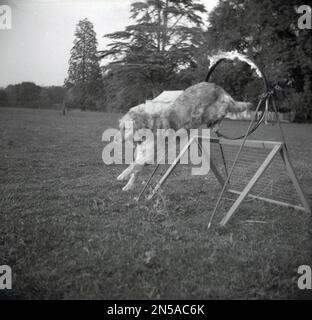1964, historique, dehors dans un grand champ ouvert, à une démonstration de société de dressage de chien, un chien sautant à travers un cerceau de feu, Angleterre, Royaume-Uni. Banque D'Images