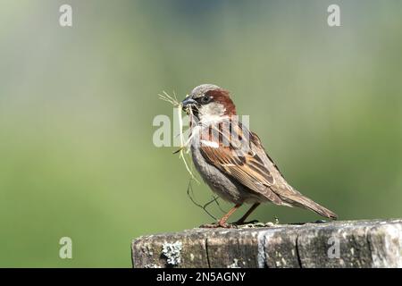 Maison d'épars, Passer domesticus, homme adulte unique avec matériel de nidification dans son bec, Île du Sud, Nouvelle-Zélande Banque D'Images