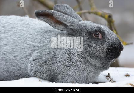 Lapins de la race d'argent Poltava, élevés en Ukraine Banque D'Images