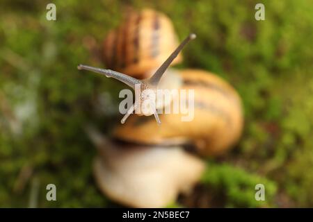 Escargots de jardin communs rampant sur la mousse verte, gros plan Banque D'Images