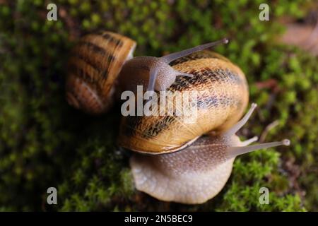 Escargots de jardin communs rampant sur la mousse verte, gros plan Banque D'Images