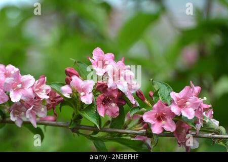 Weigela aux fleurs blanches et roses fleurit dans le jardin. Banque D'Images