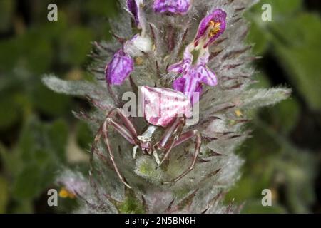 Araignée de crabe (Thomisus onustus), femelle qui se cache pour une proie sur une fleur, bien camouflée, Allemagne Banque D'Images