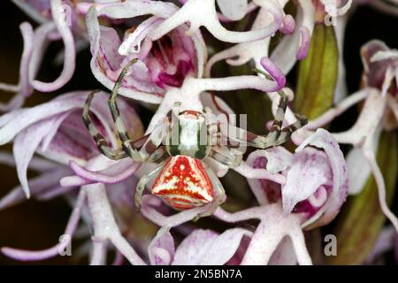 Araignée de crabe (Thomisus onustus), femelle qui se cache pour la proie, bien camouflée dans les fleurs d'orchidées, Allemagne Banque D'Images