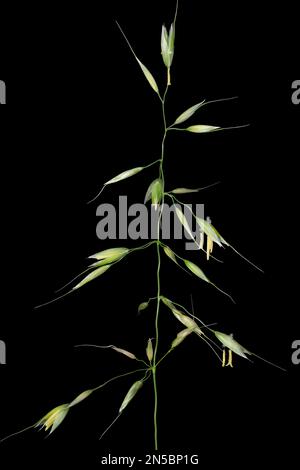 Fausse herbe d'avoine, grande herbe d'avoine, grande herbe d'avoine (Arrhenatherum elatius), panique sur fond noir, Allemagne, Bavière Banque D'Images