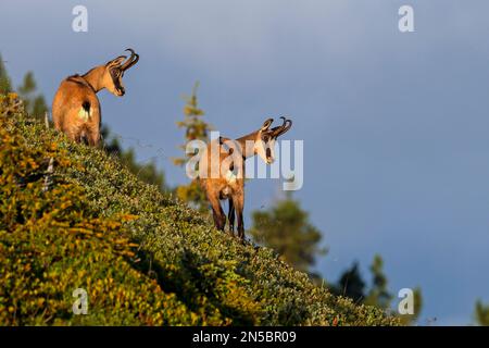 Chamois (Rupicapra rupicapra), deux animaux se trouvent sur le flanc de la montagne et regardent vers le bas, Suisse, Oberland bernois, Beatenberg Banque D'Images