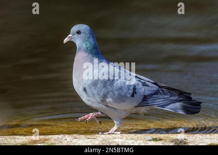 Pigeon de stock (Columba oenas), au bord de l'eau, Allemagne, Bade-Wurtemberg Banque D'Images