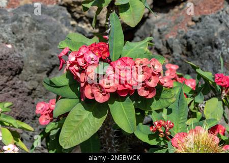 couronne d'épines, plante du Christ (Euphorbia lomi,Euphorbia x lomi), floraison, Îles Canaries, Lanzarote Banque D'Images