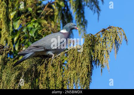 Pigeon en bois (Palumbus de Columba), assis sur une branche, Allemagne, Bade-Wurtemberg Banque D'Images