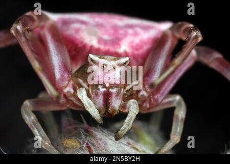 Araignée de crabe (Thomisus onustus), femelle qui se cache pour une proie sur une fleur, bien camouflée, Allemagne Banque D'Images