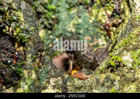 Gephyromantis corvus ou le genre guibemantis (Gephyromantis corvus), connu sous le nom de grenouille Isalo Madagascar, espèce endémique de grenouille de la famille des Mantellidae. Banque D'Images