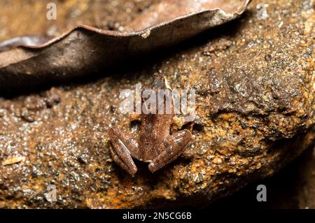 Gephyromantis sculpturatus, communément connu sous le nom de grenouille malgache sculptée, espèce endémique de grenouille de la famille des Mantellidae. Ranomafana National par Banque D'Images