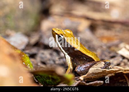 Petite grenouille endémique Mantella brune (Mantidactylus melanopleura), espèce de petite grenouille de la famille des Mantellidae. Parc national d'Andasibe-Mantadia. Mada Banque D'Images